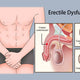 More Than Just Pleasure: How Male Masturbators Can Help with Premature Ejaculation and Erectile Function.